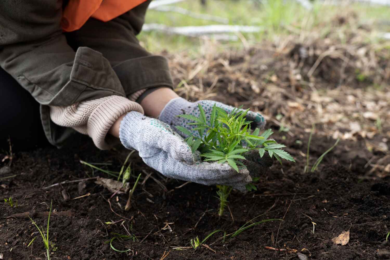 Best Stump Grinding Near Me  in Yuipa, CA